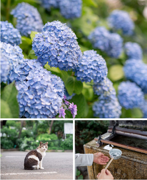 紫陽花